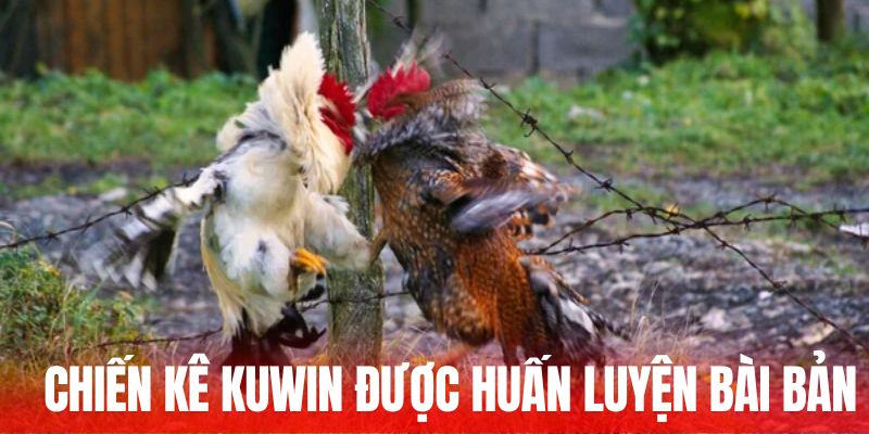 Chiến kê trên KUWIN được huấn luyện bài bản