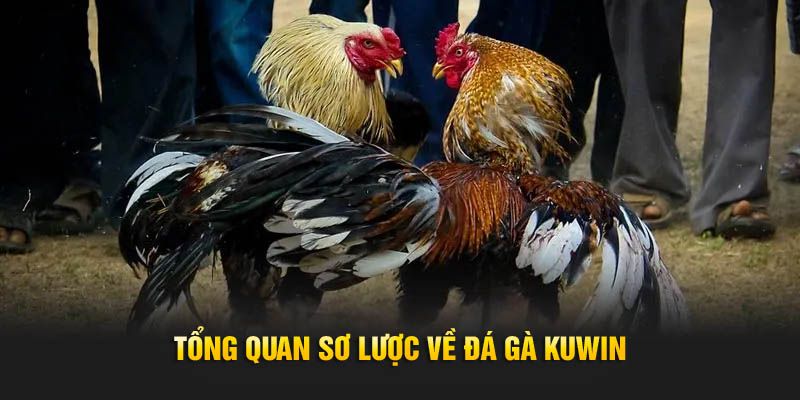 Đá gà KUWIN cung cấp vô vàn những trận đấu bắt mắt cho người theo dõi