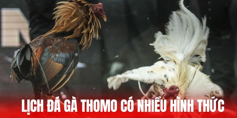 Lịch đá gà Thomo có nhiều hình thức