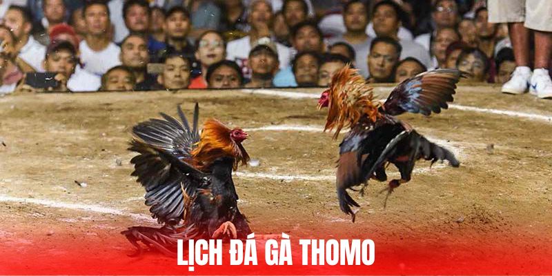 Lịch Đá Gà Thomo