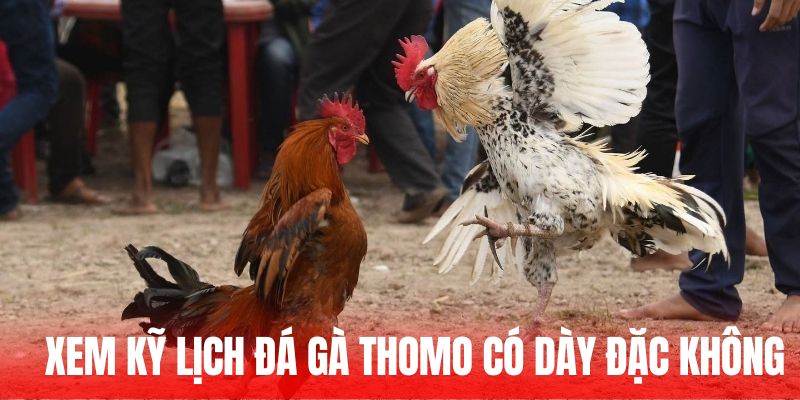 Xem kỹ lịch đá gà Thomo có dày đặc không